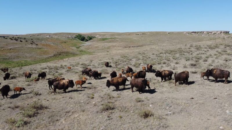 Bison Farming